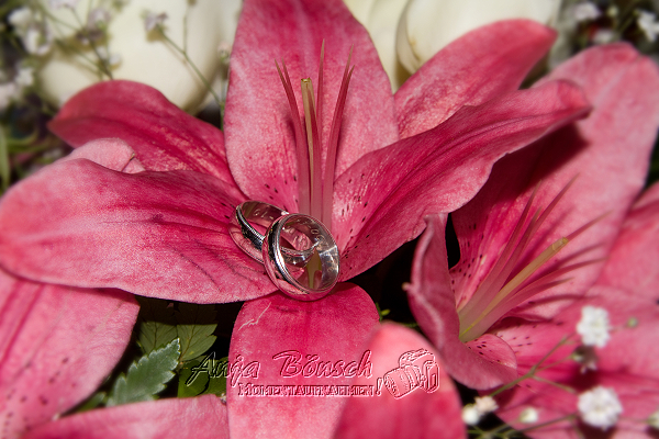 die Ringe
