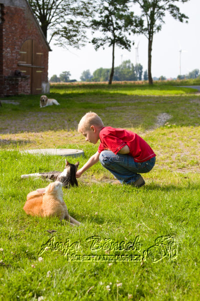 Alexander und die Katzen Alexander und die Katzen